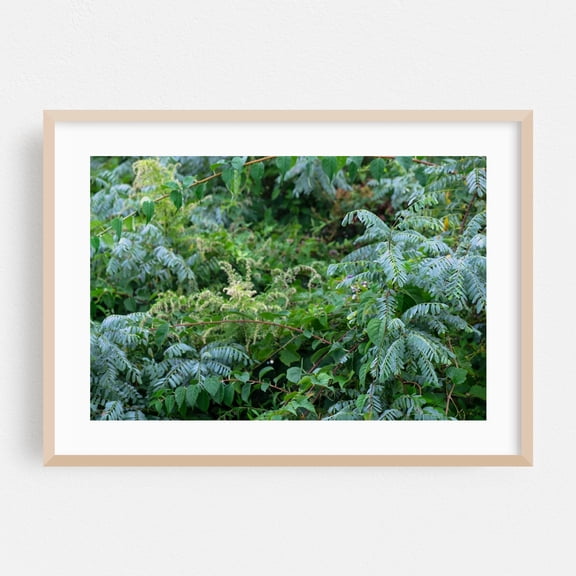 Cool Forest - Long Branch New Jersey Photography Botanical Nature Forest Garden Woodland Floral Oak Framed Wall Art Print 24 x 36 inches