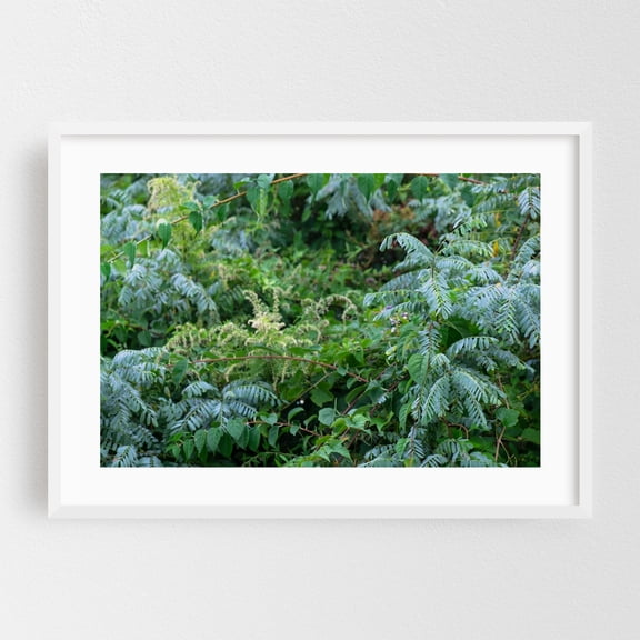 Cool Forest - Long Branch New Jersey Photography Botanical Nature Forest Garden Woodland Floral White Framed Wall Art Print 24 x 36 inches