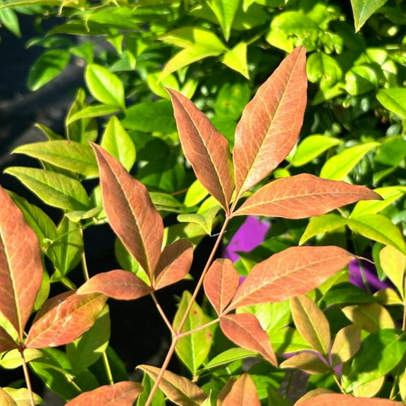 Cool Glow Pomegranate Heavenly Bamboo - Nandina domestica 'ZHNAN53'