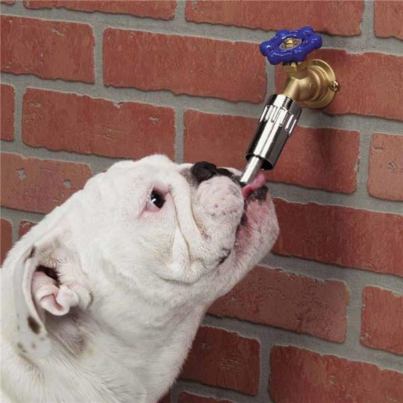 Dog Waterer Faucet