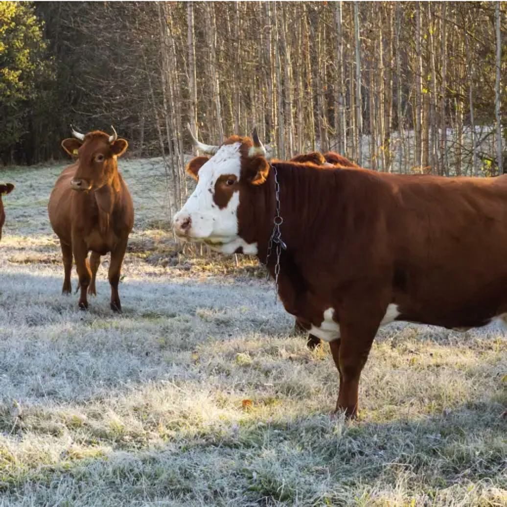 Cool Season Cattle Pasture Seed Mix - 50 lb - Covers 100,000 Sq Ft