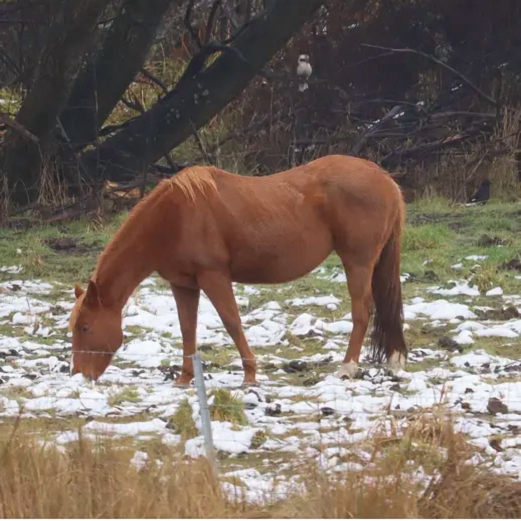 Nature's Seed Cool Season Horse Pasture Mix - 20 Lb