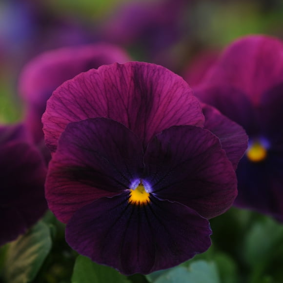 Outsidepride 30 Cool Wave Purple Pansy Flower Seed