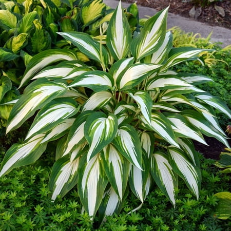 Cool as a Cucumber Hosta - Gallon Pot