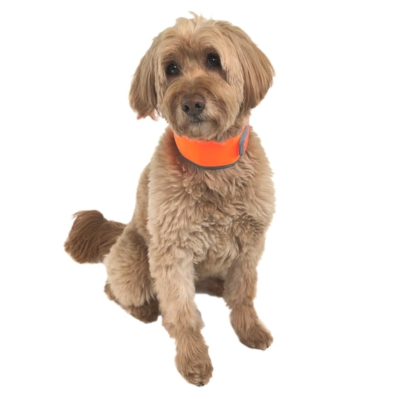CoolerDog High-Vis Dog Cooling Collar - Orange Reflective Re-Freezable Ice Collar (Medium)