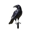 thumbnail image 1 of Coollooc Black Halloween Crow Decor, Realistic Crow Raven Decoration Indoor Outdoor Decor Fake Ravens Prop Haunted House Graveyard Cemetery Yard Table Party Favors Desk Trees Walls Windows(B), 1 of 8