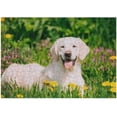 thumbnail image 1 of Coolnut 500 PCS Jigsaw Puzzles, Artwork Gift for Adults Teens Happy Labrador Retriever Sitting in Dandelions Field Wooden Puzzle Games, 20.5" x 14.9" 500 Pieces, 1 of 6
