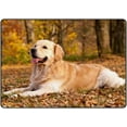 thumbnail image 1 of Coolnut Area Rug Autumn Golden Retriever Sitting Nursery Rug Floor Mat Kids Playing Mat 7' x 5' (80 x 58 in) for Living Room Bedroom, 1 of 6