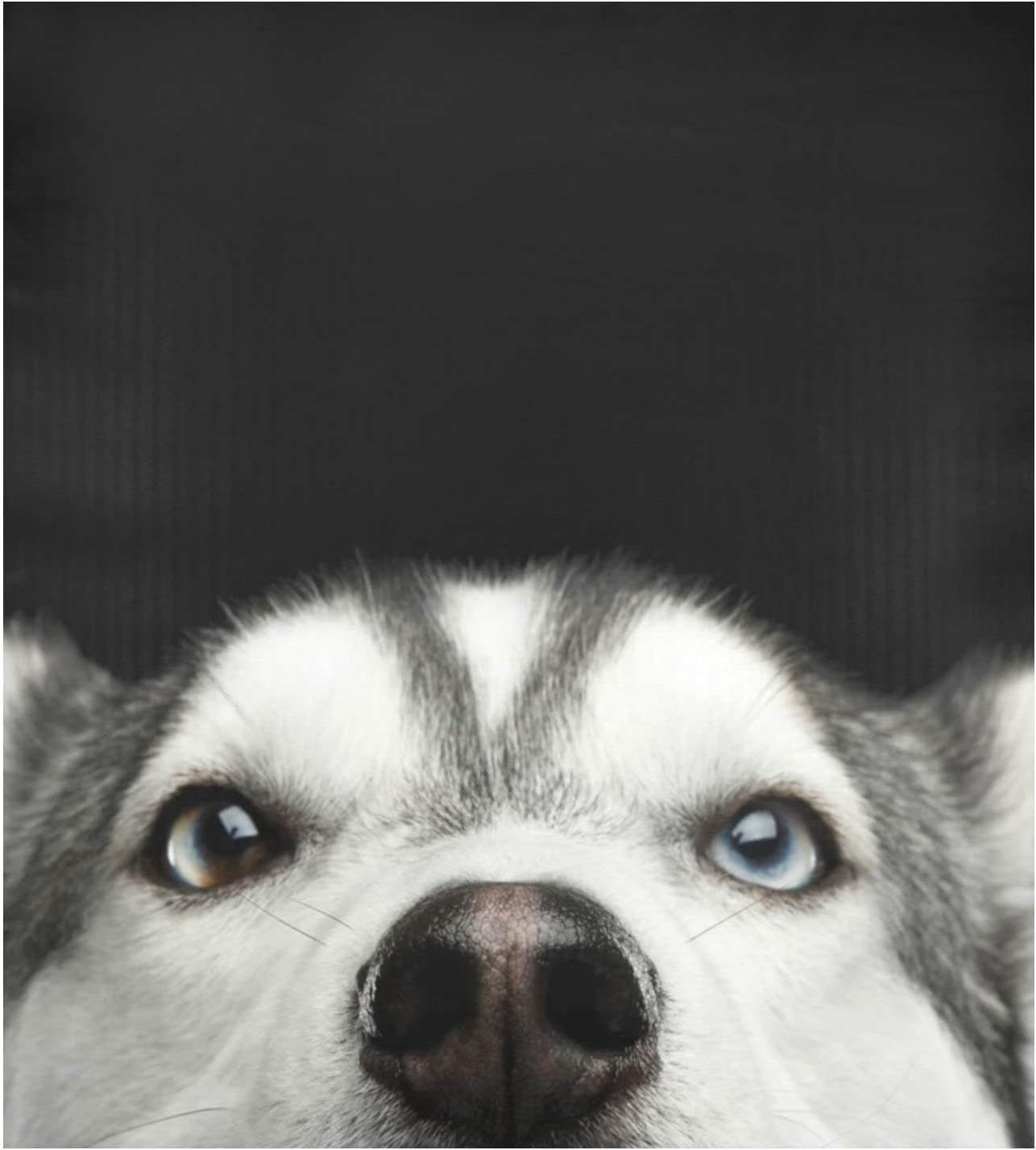 Siberian Husky Dog Magnet Is 5 X 3.25 Made For Jamaica