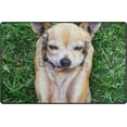 thumbnail image 1 of Coolnut Lightweight Carpet Mats, 31 x 20 inches Area Soft Rugs Floor Mat Doormat Decoration for Rooms Entrance Cute Dog with Paws On His Head, 1 of 6