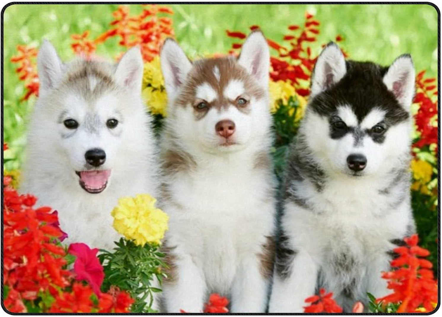 Coolnut Lightweight Soft Area Rugs 63 x 48 in, Group of Siberian Husky ...