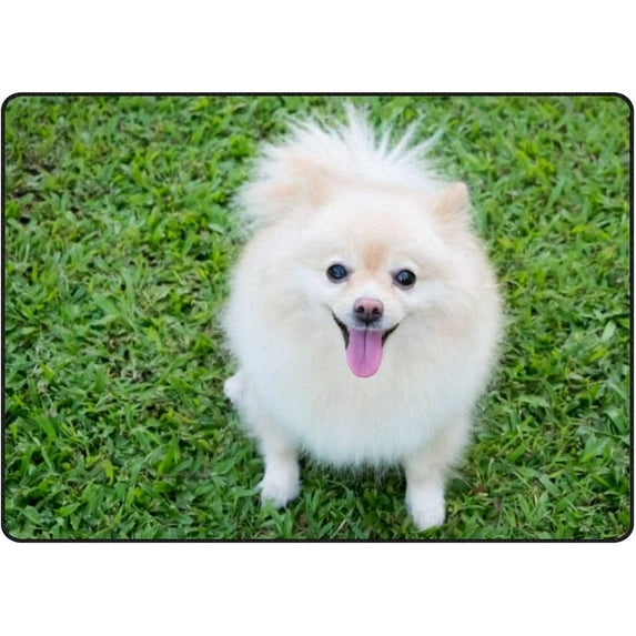Coolnut Lightweight Soft Area Rugs 63 x 48 in, Pomeranian Dog Play On Green Grass Floor Mat for Kids Playing Room Hardwood Floor Living Room Nursery Rugs