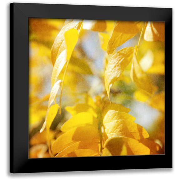 Coomes, Sylvia 12x12 Black Modern Framed Museum Art Print Titled - Autumn Photography V