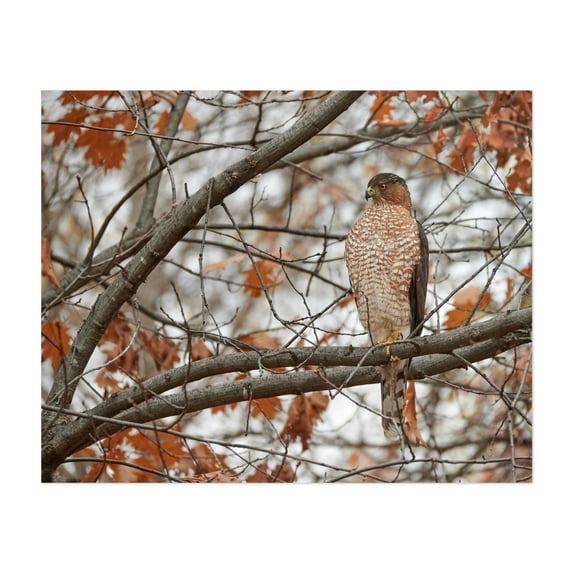 Coooper's Hawk - Photography Bird Wildlife Autumn Nature Woodland Animal Scenic Unframed Wall Art Print 30 x 40 inches
