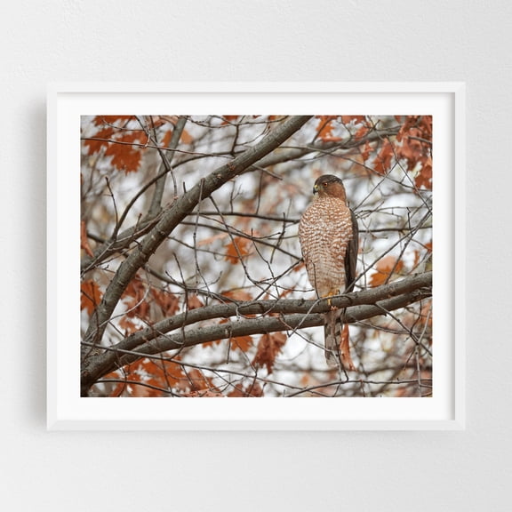 Coooper's Hawk - Photography Bird Wildlife Autumn Nature Woodland Animal Scenic White Framed Wall Art Print 8 x 10 inches