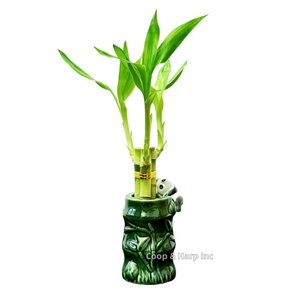 Coop & Harp 3-Stalk 6" Lucky Bamboo Live Indoor Plant with Ceramic Panda Vase, Live Indoor Lucky Bamboo For Home and Office