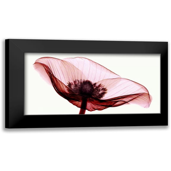 Coop, Robert 14x9 Black Modern Framed Museum Art Print Titled - Anemone I