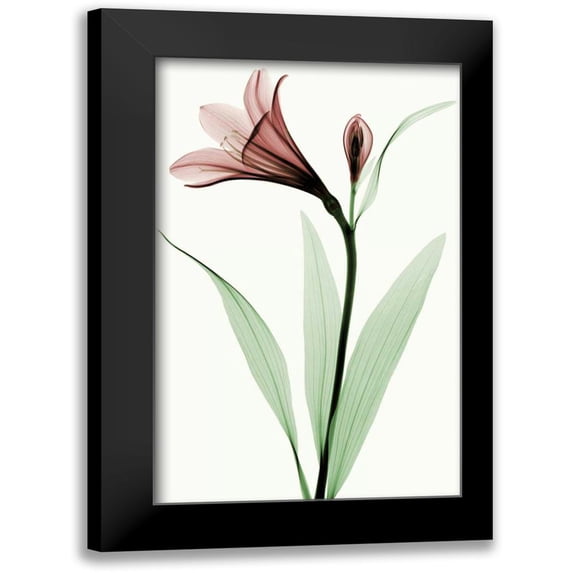 Coop, Robert 17x24 Black Modern Framed Museum Art Print Titled - Lily I