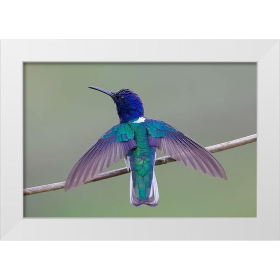 Cooper, Ray 24x17 White Modern Wood Framed Museum Art Print Titled - Swing Wing