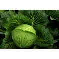 thumbnail image 1 of Copenhagen Early Market Cabbage/ Annual/ Full Sun/2250 Seeds 1/4 oz/ Zellajake Farm and Garden - B165, 1 of 5
