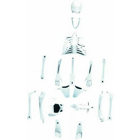 Copernicus Toys Glowing Human Skeleton