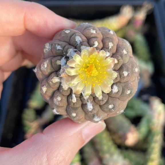 Copiapoa Hypogaea Rare Cactus, Unique Plant for Perfect Gift Collections