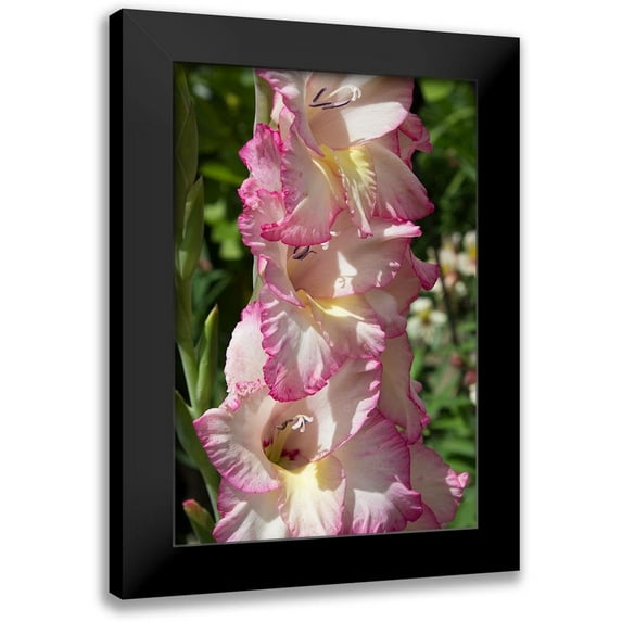 Coppel, Anna 11x14 Black Modern Framed Museum Art Print Titled - Pink Blooms