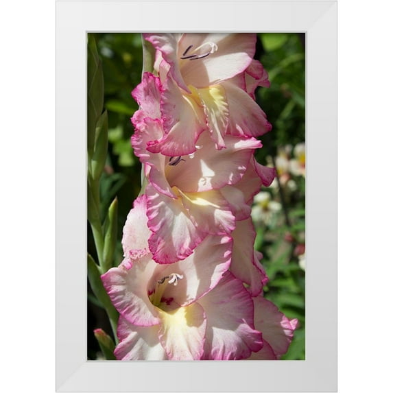 Coppel, Anna 13x18 White Modern Wood Framed Museum Art Print Titled - Pink Blooms