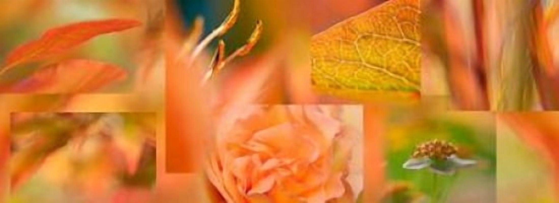 Copper Apricot Collage Canvas Art - Cora Niele (10 x 20)