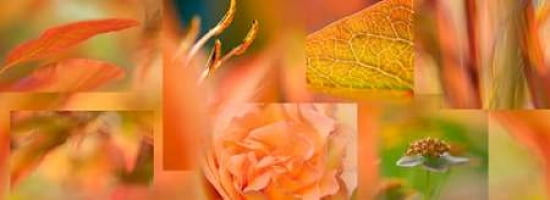 Copper Apricot Collage Canvas Art - Cora Niele (24 x 48)