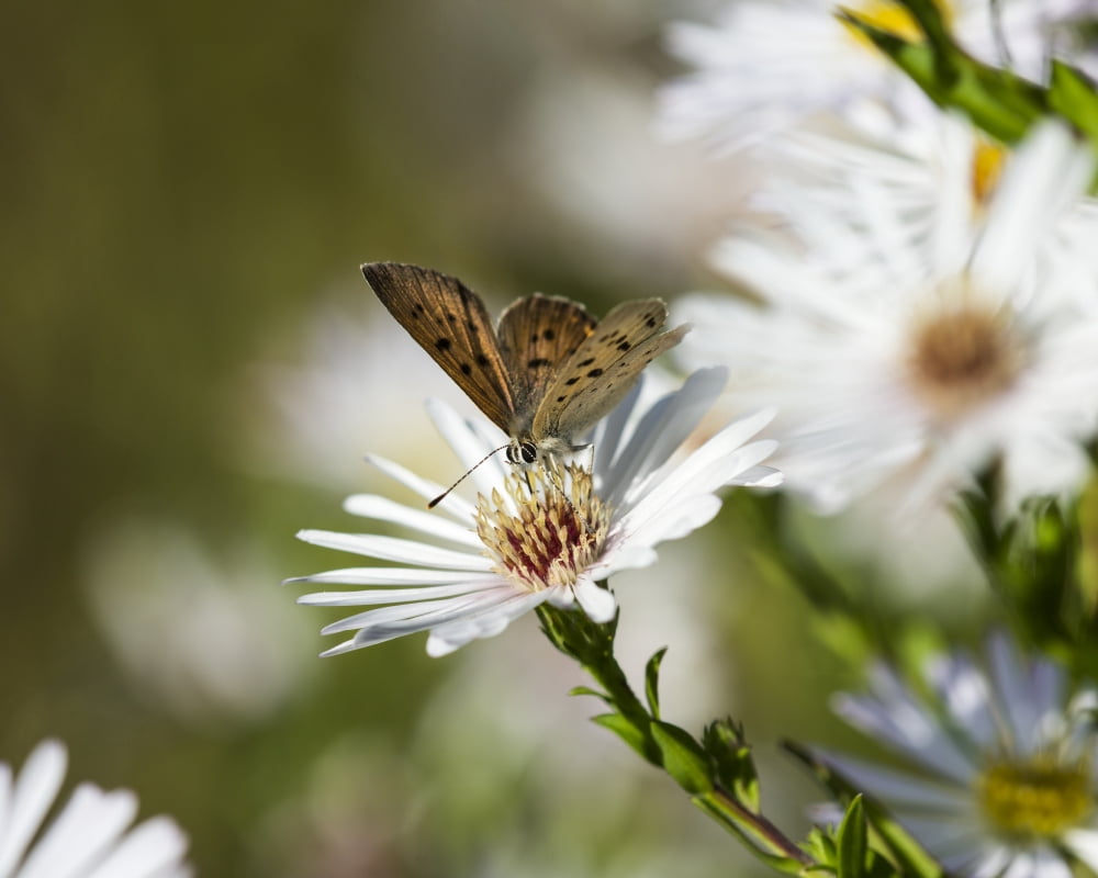 Copper Butterfly (Lycaenidae) seeks nectar from aster blossoms Astoria Oregon United States of America Canvas Art - Robert L Potts Design Pics (17 x 14)