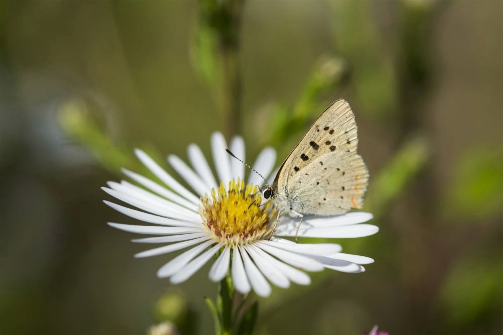 Copper Butterfly (Lycaenidae) seeks nectar from aster blossoms Astoria Oregon United States of America Canvas Art - Robert L Potts Design Pics (18 x 12)
