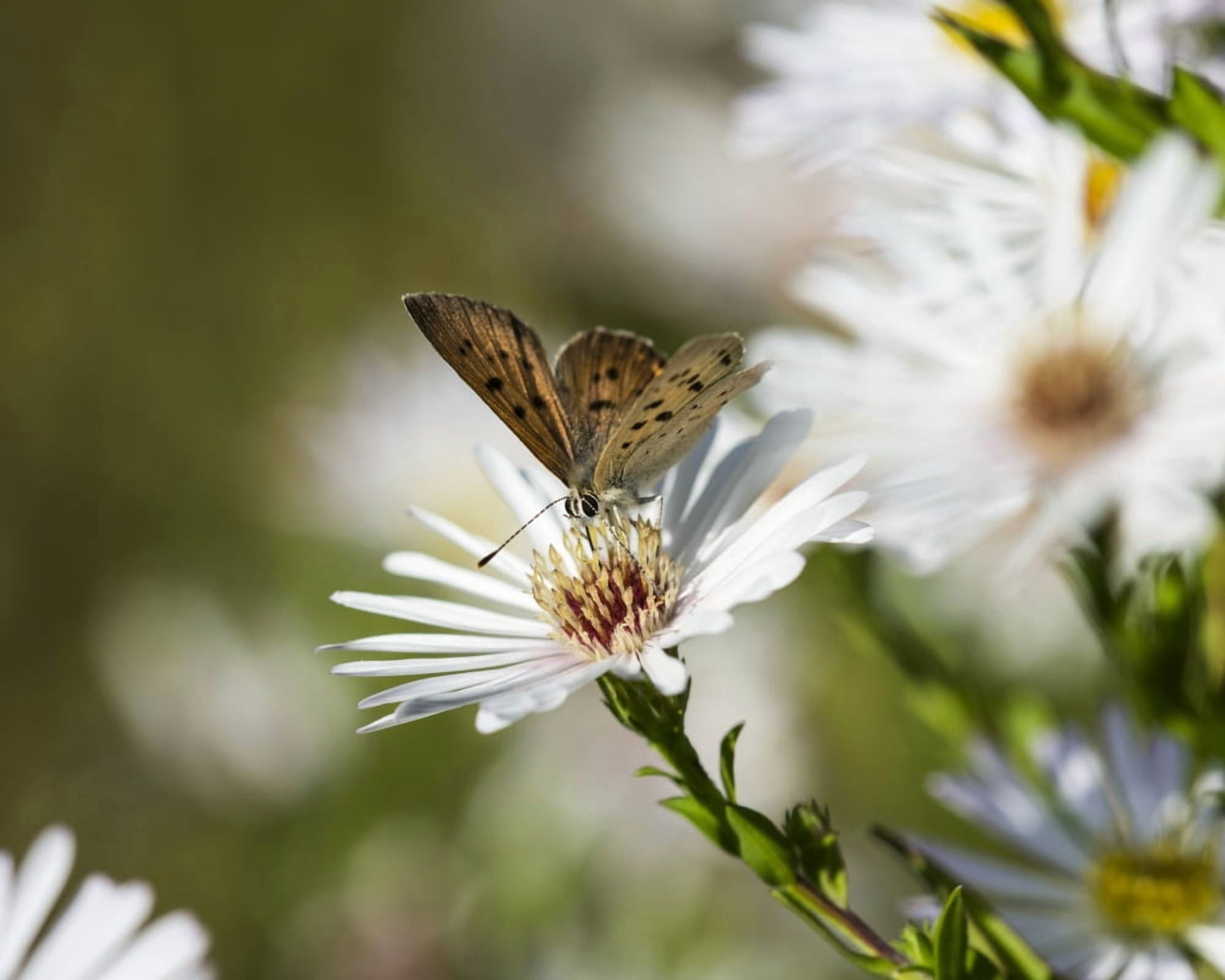 Copper Butterfly (Lycaenidae) seeks nectar from aster blossoms Astoria Oregon United States of America Canvas Art - Robert L Potts Design Pics (34 x 28)