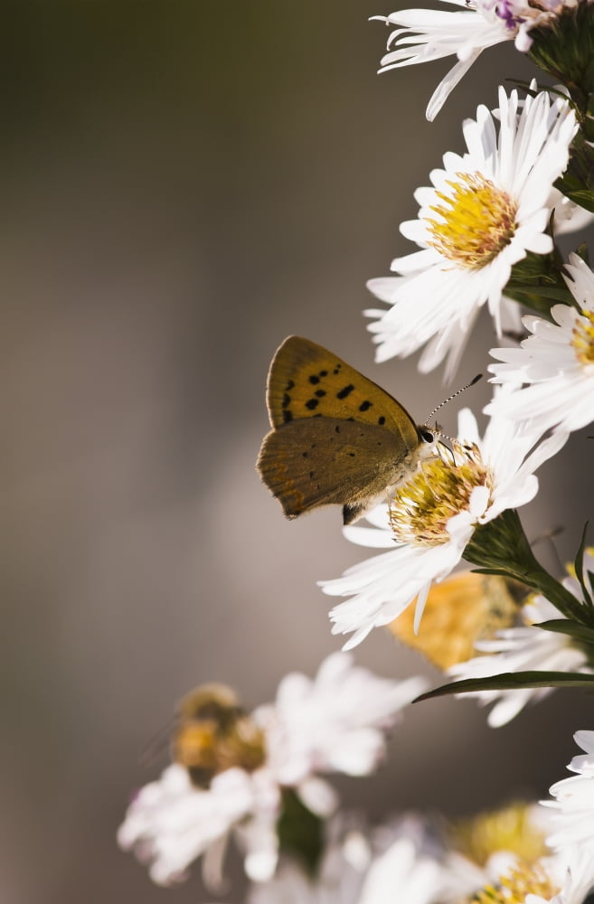 A Copper Butterfly visits Aster blossoms in a flower garden Astoria Oregon United States of America Canvas Art - Robert L Potts  Design Pics (24 x 38)