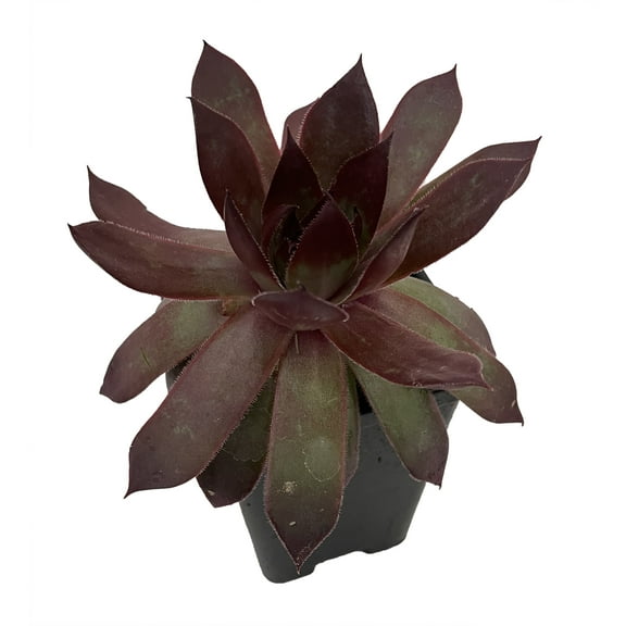 Copper Canyon Hens & Chicks - 2.5" Pot - Sempervivum - Chick Charms