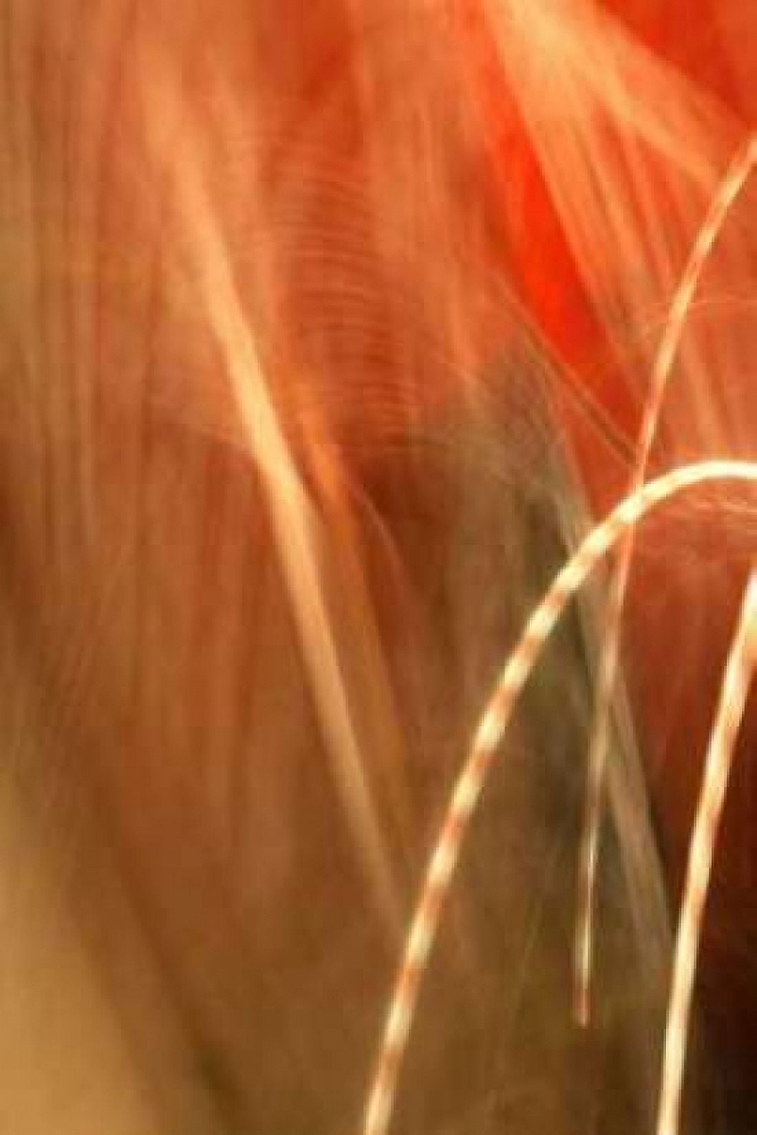 Copper Curves I Canvas Art - Karyn Millet (12 x 18)