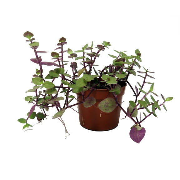 Copper Jewel Vine - Turtle Vine - Inch Plant - Callisia - House Plant - 2.5" Pot