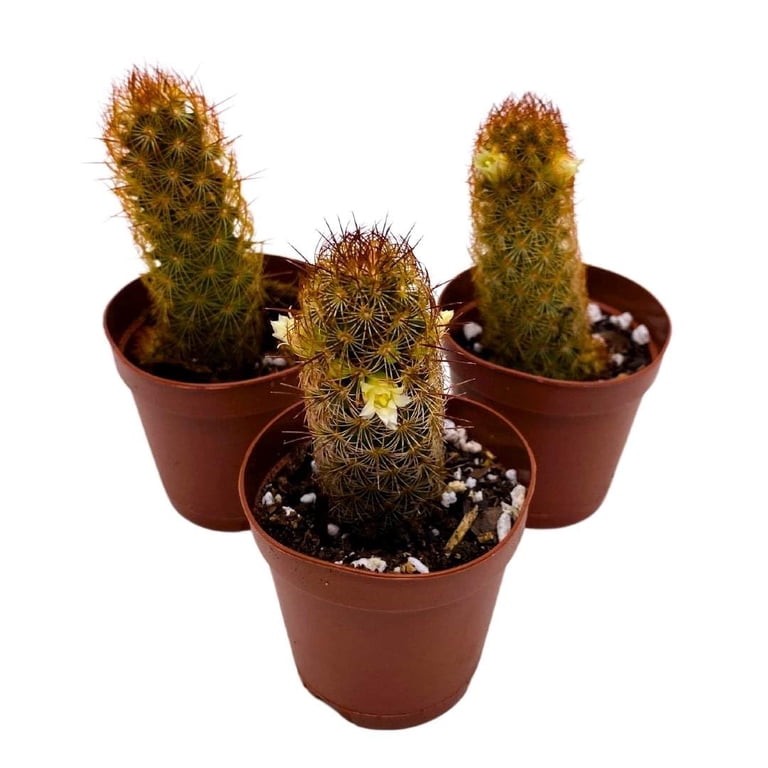 Copper King, 2 inch Set of 3, Lady Fingers Mammillaria elongata Tiny Mini  Pixie Plants - Walmart.com