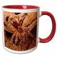 thumbnail image 1 of 3drose, Copper Pink Burst Tarantula Spider - Na02 Dno0778 - David Northcott, 15oz Two-tone Red Mug, 1 of 6