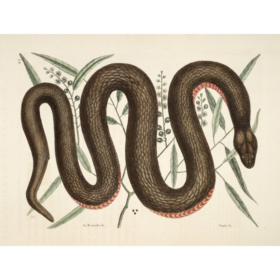 Copper-belly Snake Canvas Art - Mark Catesby (24 x 36)
