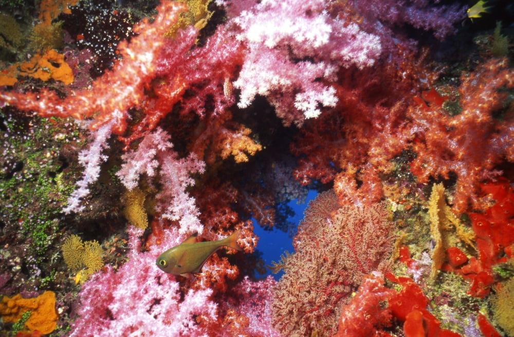 Copper sweeper fish in coral tube Thailand Canvas Art - Beverly FactorStocktrek Images (35 x 23)