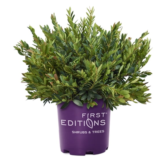 CopperTone Distylium (3 Gallon) Evergreen Shrub - Live Outdoor - First Editions