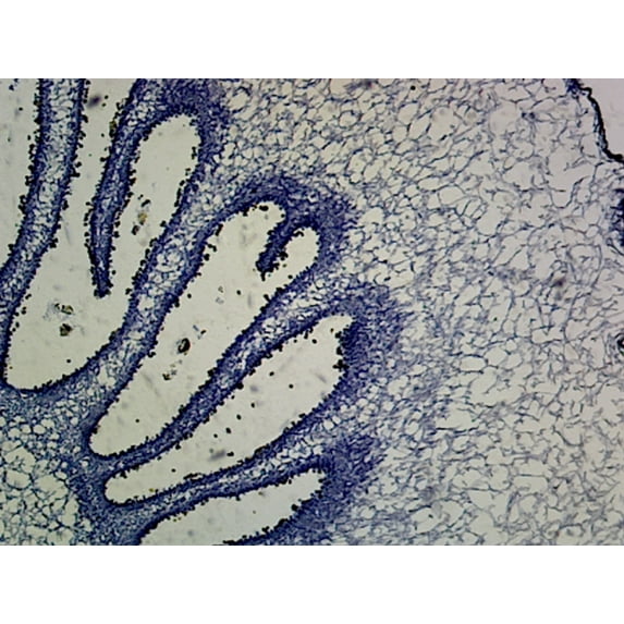 Coprinus Mushroom Anatomy (Basidiomycetes); Cross Section by Go Science Crazy