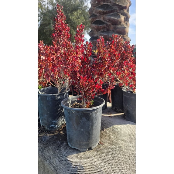 Coprosma repens 'Pacific Sunset' on 1 gallon pot - Get similar