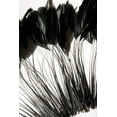 thumbnail image 1 of Coque Black Feathers Rooster 6-8 inches x 1/4 Yard, 1 of 4