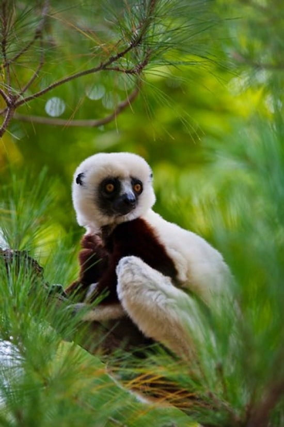 Coquerels Sifaka Perinet Reserve Toamasina Madagascar Canvas Art - Keren Su DanitaDelimont (11 x 17)