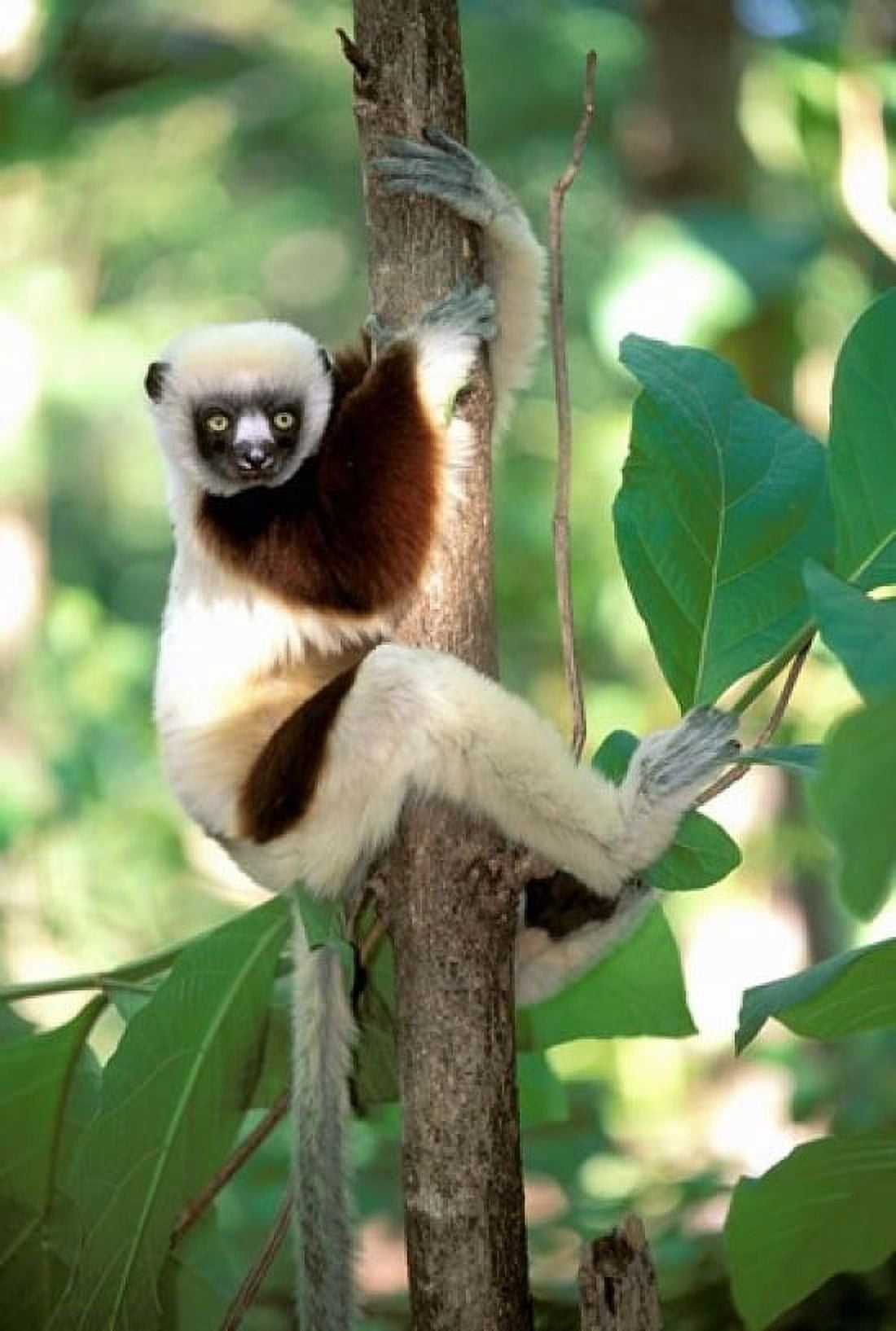 Coquerels Sifaka Western Dry Forest Madagascar Canvas Art - Pete Oxford DanitaDelimont (24 x 35)
