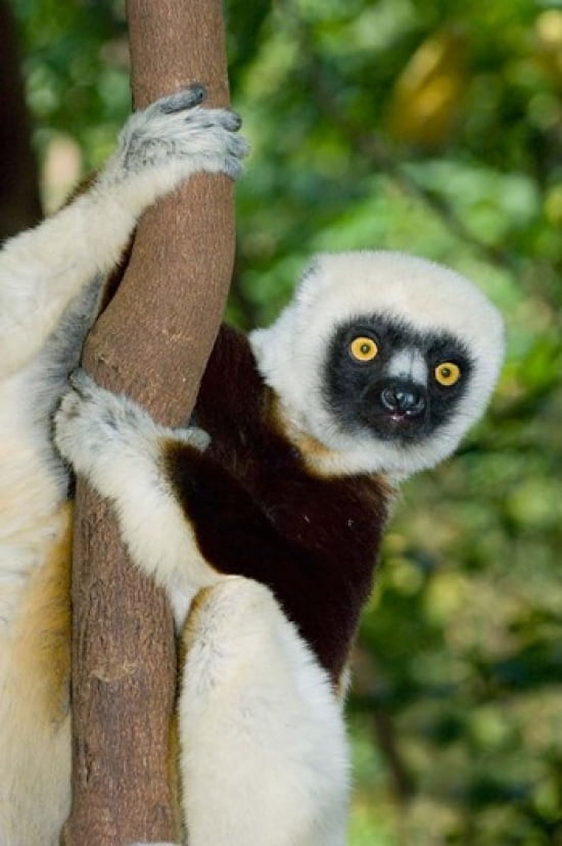 Coquerels Sifaka primate Ankarafantsika Madagascar Canvas Art - Kevin Schafer DanitaDelimont (11 x 17)
