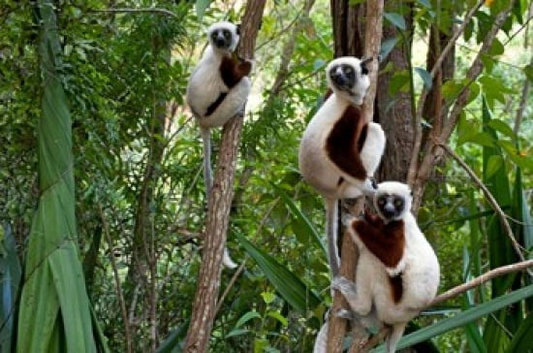 Coquerels sifakas (Propithecus coquereli) Madagascar Canvas Art - Andres Morya Hinojosa DanitaDelimont (29 x 19)