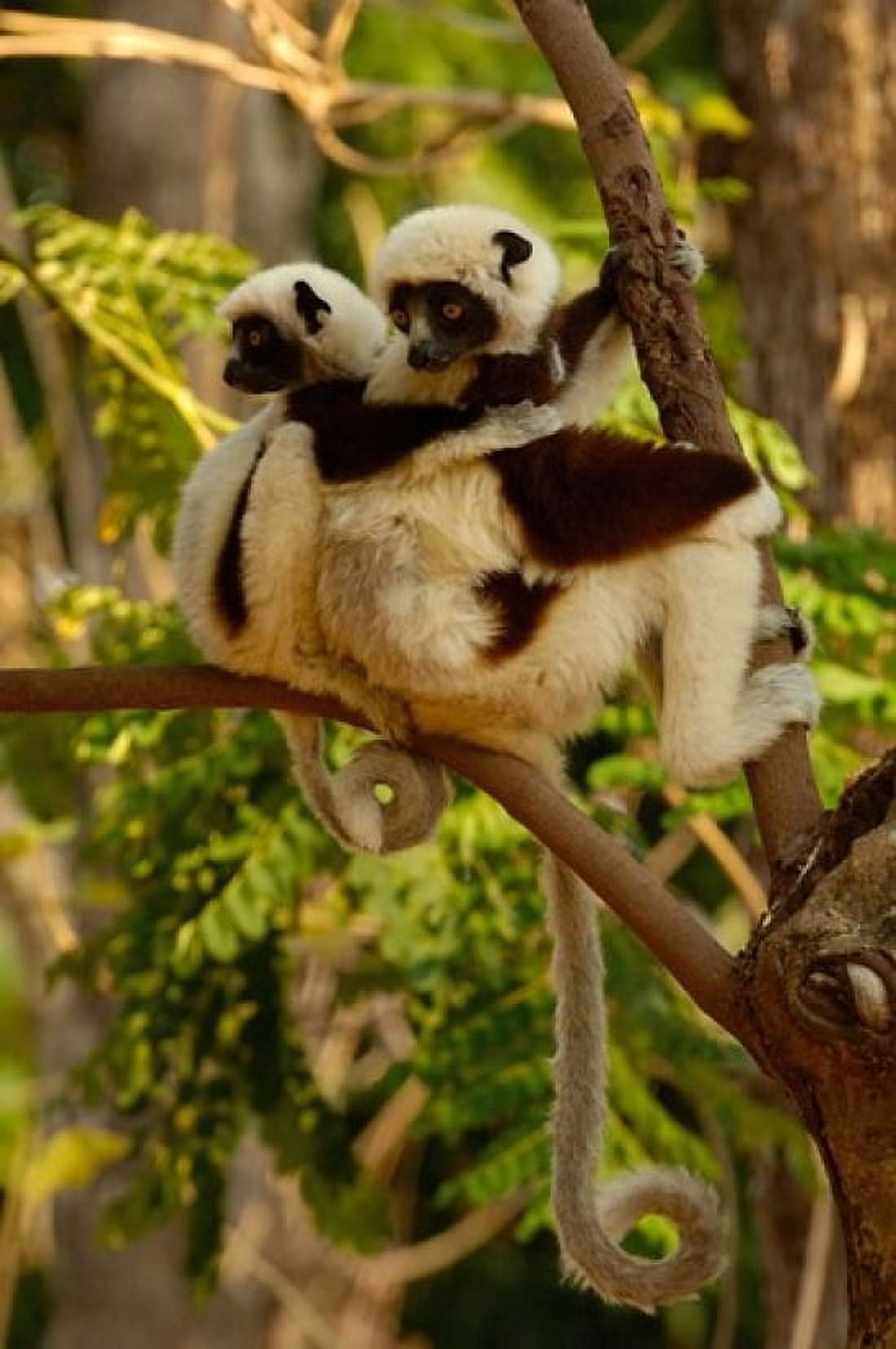 Coquerels sifakas primate deciduous forest MADAGASCAR Canvas Art - Pete Oxford DanitaDelimont (25 x 38)